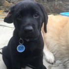 adoptivn� �t���tka p��telsk� a hrav� labradorsk�