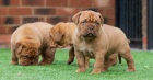 dogue de bordeaux