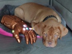 dogue de bordeaux