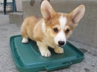 ndhern ttka z pembroke welsh corgis