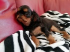 King Charles Spaniel C PP