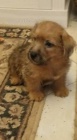 Norfolk Terrier