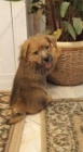 Norfolk Terrier