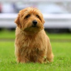 Norfolk Terrier