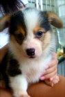 Pembroke Welsh Corgi tata jsou k dispozici