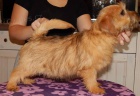 Norfolk Terrier