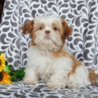 roztomil ttka Shihtzu k adopci