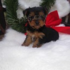 tata Yorkshire Terrier k adopci