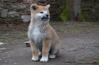 Akita-inu s PP