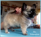 �ivava pejsek s PP