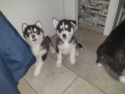 Typick� sibi�sk� husky