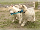 �t��ata Husky z vynikaj�c�ho chovu krve