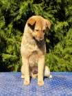 Korejsk Jindo Dog