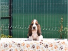 krsn ttka Basset Hound hledajc nov domovy