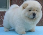 chow chow