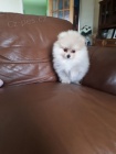 Pomeranian