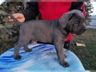 adoptovat tn Cane Corso