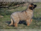 brzy si vezmi tn Leonberger