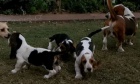  ttka Basset Hound hledajc nov domovy