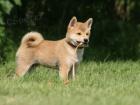  Shiba Inus pro nov domovy k adopci