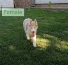 roztomil� Sibi�sk� husky pes a fena p�ipraven� do nov�ho domova, pro v�ce informac� se pros�m p�ihlaste ... Zobrazit podrobnosti reklamy ...