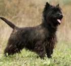 tata Cairn Terrier k adopci