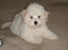 Fantastick tata Coton De Tulear