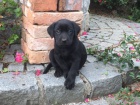 �istokrevn� �t���tka Labradorsk�ho Retr�vra bez pp