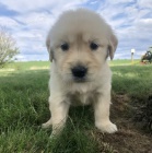 zlaty retriever