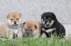 Koupm i pjmu tn shiba-inu