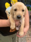 Prod�m posledn� �istokrevna �t��ata Labradorskeho retrivra s PP