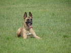 MALINOIS