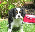 12 tdn star tata Cavalier King Charles##$ 