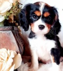 12 tdn star tata Cavalier King Charles.,.,vddk 