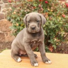 umiv Cane Corso (italsk doga)