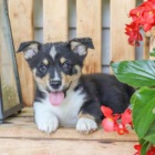 Ndhern Welsh Corgi (Pembroke)