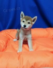 Shiba Inu tata 12 tdn pro dobr .//domov