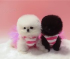 Beautiful Spitz Pomeranian puppies for rehome..