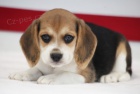 Krsn modr oi tat trikolry Beagle