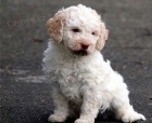 Lagotto Romagnolo