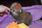 Krsn picl(Pomeranian) tata