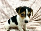 Jack Russell Terrier