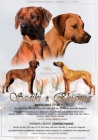 Rhodesian ridgeback