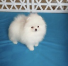 pomerane