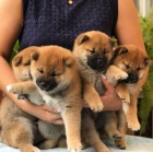 tata Shiba Inu k adopci