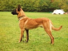 MALINOIS