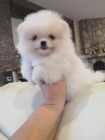 Bl pomeranian tn