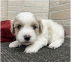 Rozkon cavachon tn k adopci.