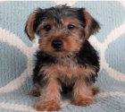 Krsn ttka Yorkie k adopci.