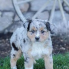 M�kk� mini australsk� ov��k